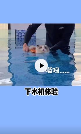 学游泳的小猫猫