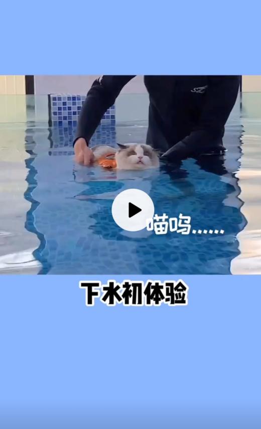 学游泳的小猫猫 商品图0