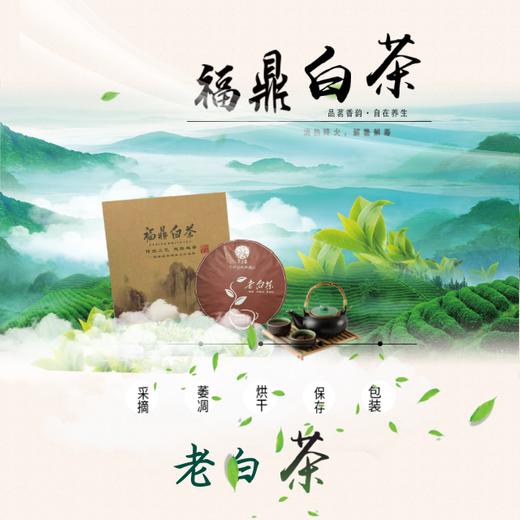 福鼎白茶 商品图0