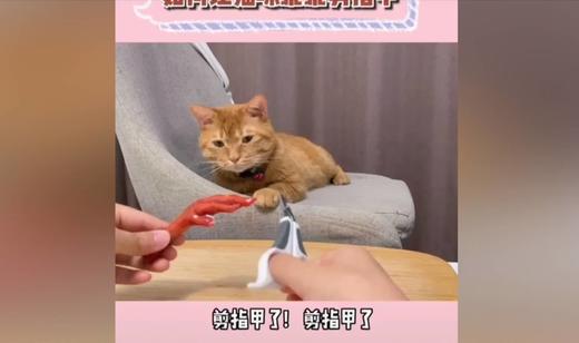 如何让猫咪乖乖剪指甲 商品图0