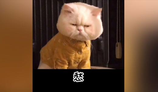 猫咪表情造就它的心情 商品图0