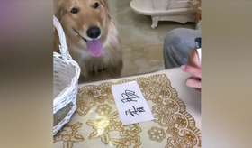 金毛自己下楼买香肠