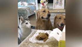 听话的三只大狗狗