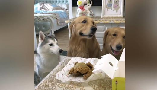 听话的三只大狗狗 商品图0