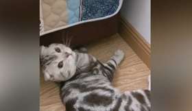 东西卡沙发里了，猫咪来拯救