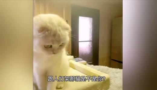 猫咪认错的样子真乖！ 商品图0