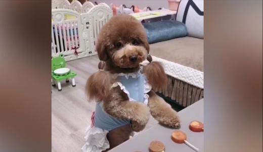 泰迪分棒棒糖 商品图0