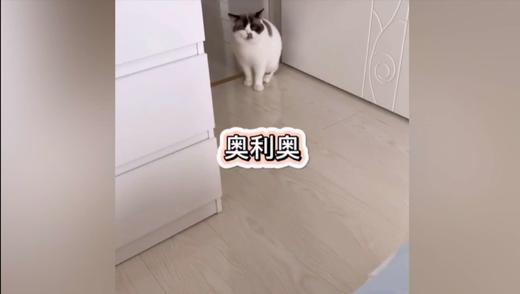 主人说话家里猫咪一直插嘴 商品图0