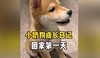 搬进新家的小柴犬 商品缩略图0