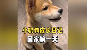 搬进新家的小柴犬