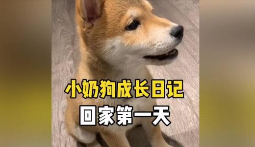 搬进新家的小柴犬 商品图0