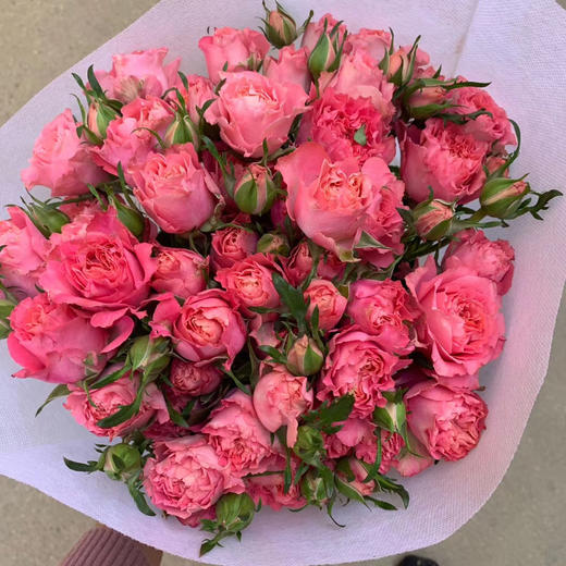 多头玫瑰 茜茜公主