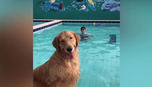 救人的金毛 商品图0