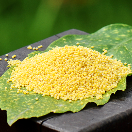 【双12 店长推荐】买1送1 有机黄小米 遵循自然生长 全程有机种植 好