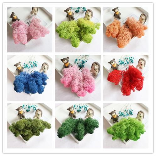 【上手】DIY装饰永生花花材（10克/包） 商品图2