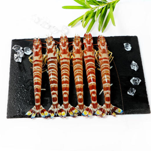 九节虾 商品图2