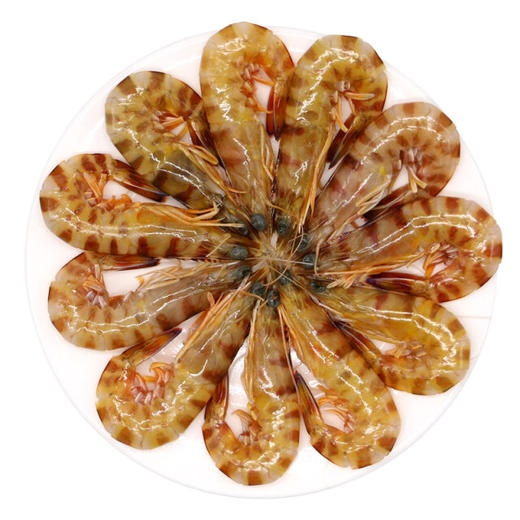 九节虾 商品图1