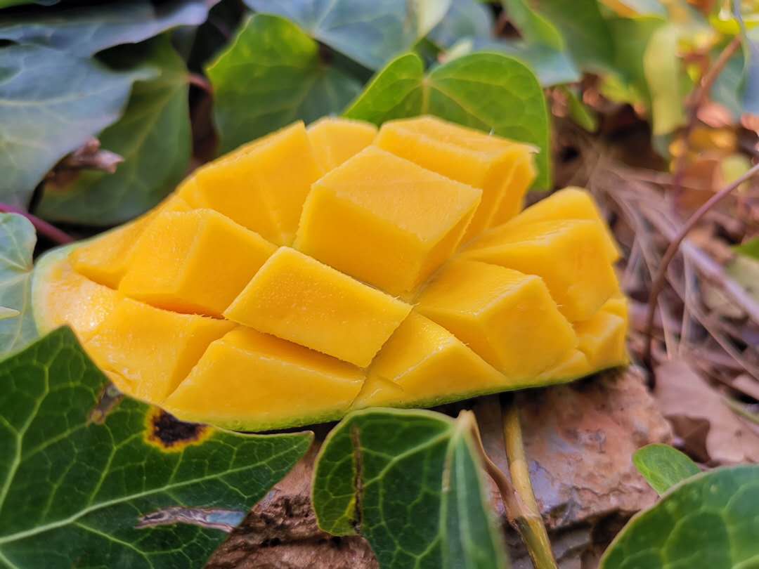 新鲜鹰嘴芒皮薄多汁香甜嫩滑垂涎欲滴的美味小朋友爱不释口5斤8斤包邮