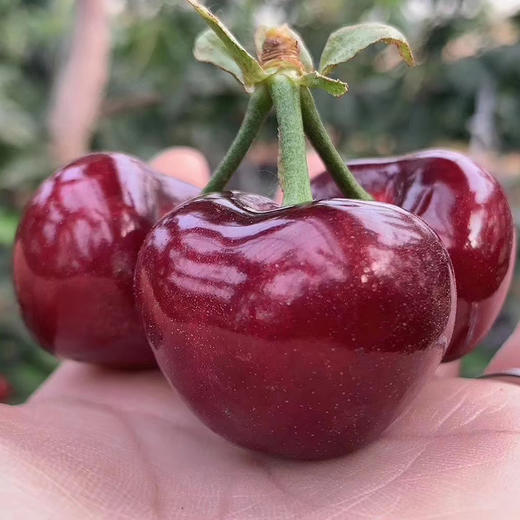 预售顺丰包邮山东大樱桃美早樱桃5斤装3斤装当季新鲜水果