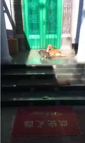 狗子 你吓死朕了