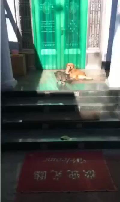 狗子 你吓死朕了 商品图0