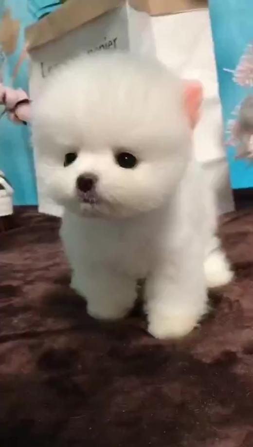 小狗狗可爱呦 商品图0