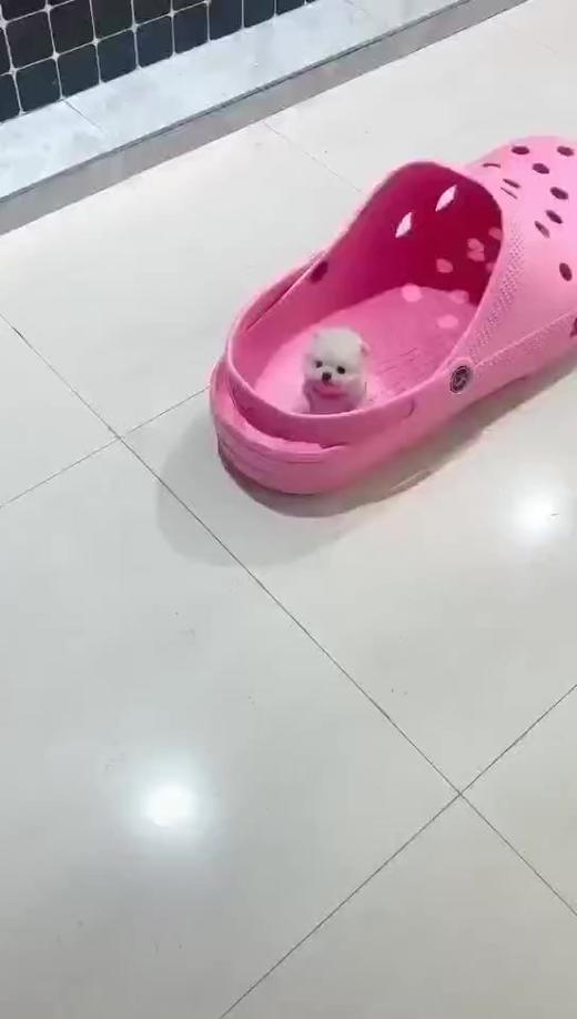 见过这么小的狗狗吗 商品图0