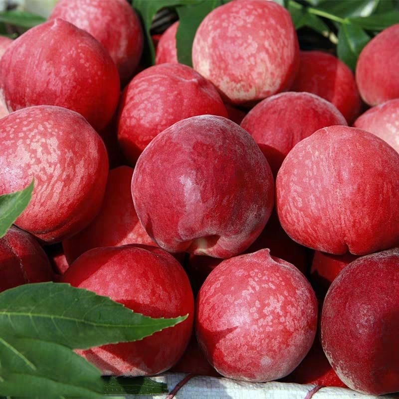 【湖北襄阳】胭脂蜜桃 5斤装 现摘现发 甜脆爽口