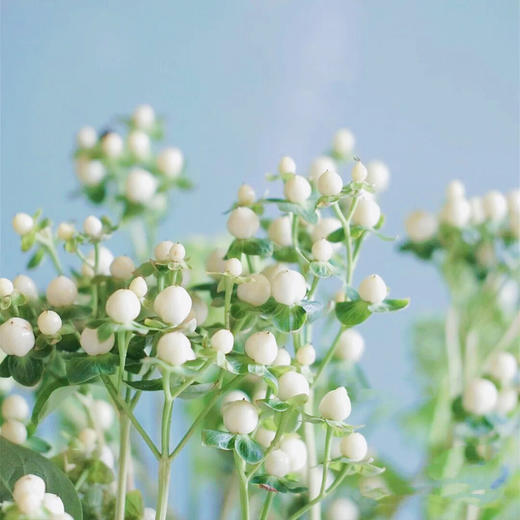 【周四团购】荷兰进口火龙珠一把/59.8元 2人拼团 商品图1