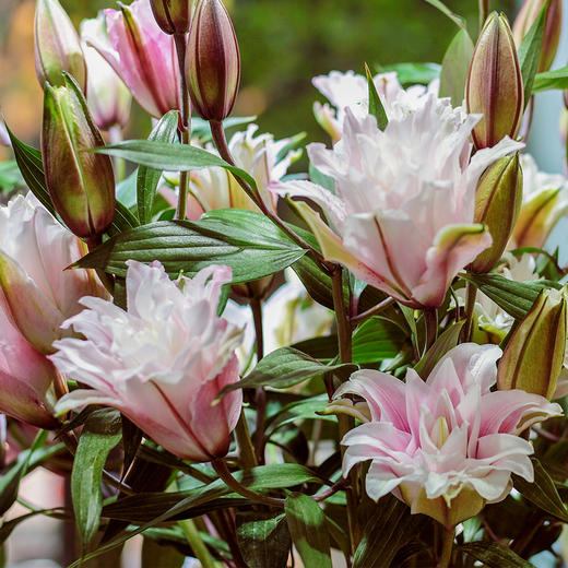 【周四秒杀】伊莎贝拉重瓣百合3枝49.8元 商品图2