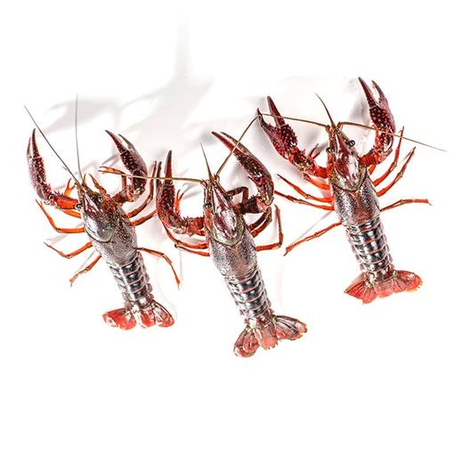 【2斤|预售|鲜活】鲜活清水野生小龙虾2斤(精选) 雄安新区白洋淀产 【6月7日当天提货】 商品图1