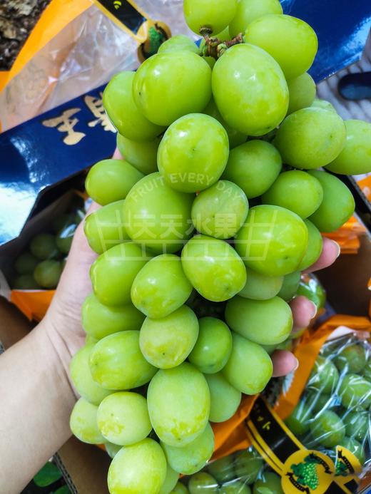 阳光玫瑰青提   商品图6