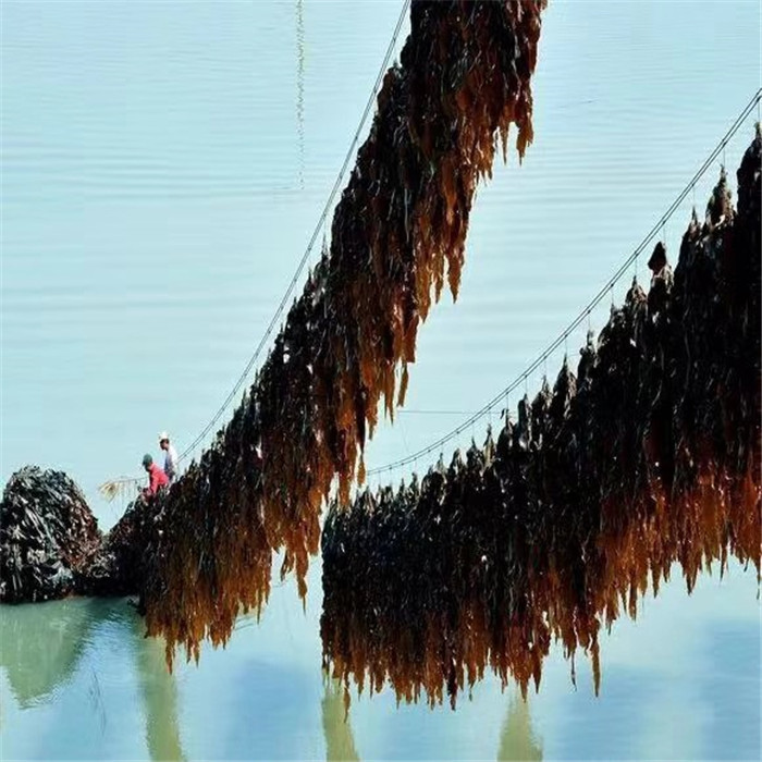 海带4.jpg