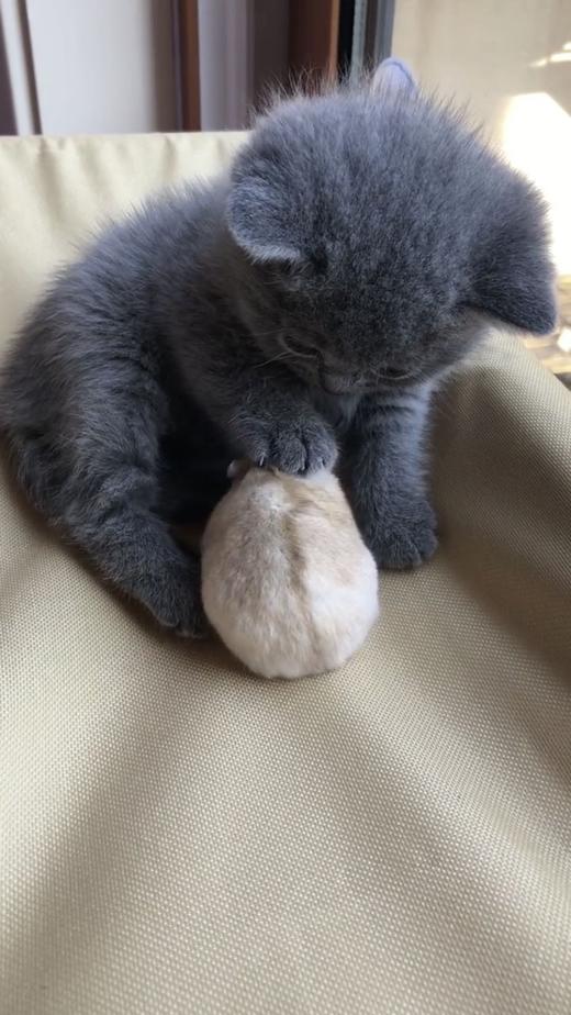 这只老鼠好烦人！！！ 商品图0