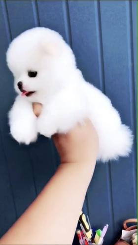 飞天小狗狗来啦