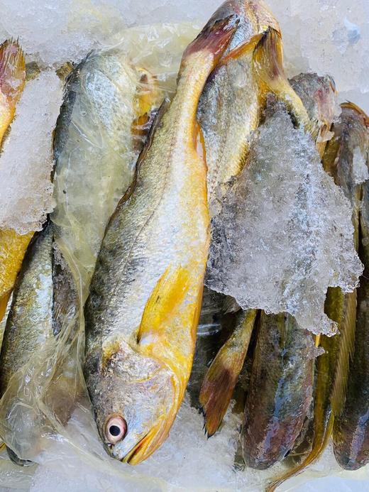 【美佳·惠生活】麂翔野生大黃魚冰鮮冷凍 現撈現發