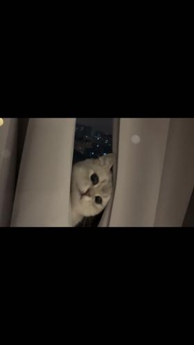 你的小可爱突然出现