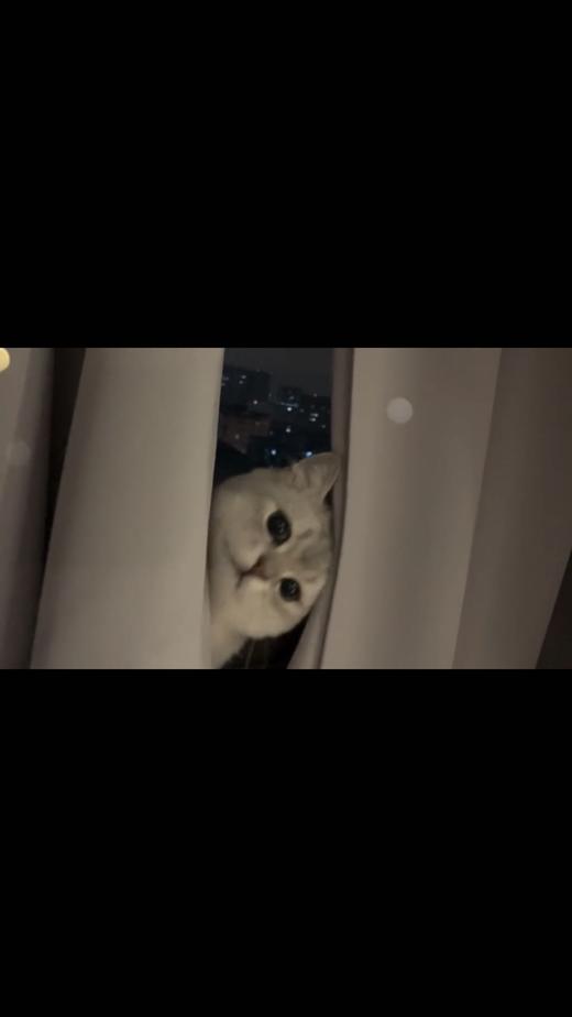 你的小可爱突然出现 商品图0