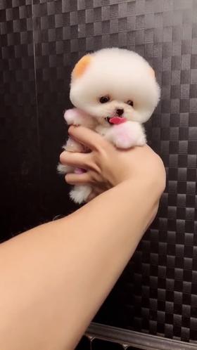 给你十秒钟你能吸秃这只小乖乖吗