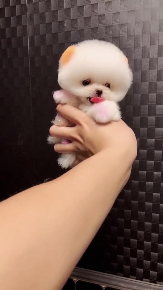 给你十秒钟你能吸秃这只小乖乖吗 商品图0