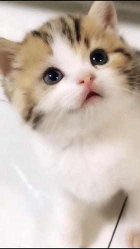 小奶猫QWQ