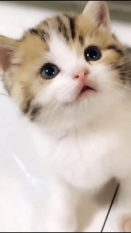 小奶猫QWQ 商品图0