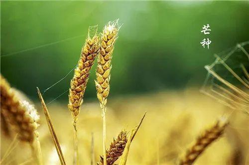 芒种 | 雨水多，宜清淡， 祛暑湿 商品图0