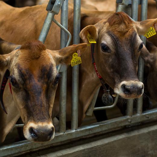 娟珊牛鲜牛奶（限济南市区购） 商品图1