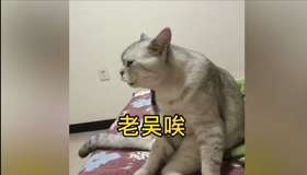 老吴啊 猫咪叫你呢
