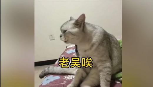 老吴啊 猫咪叫你呢 商品图0