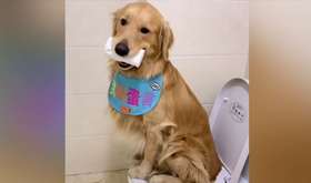 狗狗们认真的排队上厕所