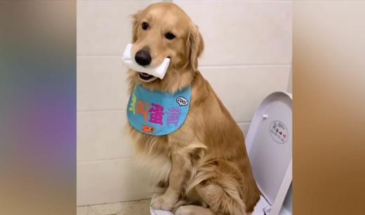 狗狗们认真的排队上厕所 商品图0