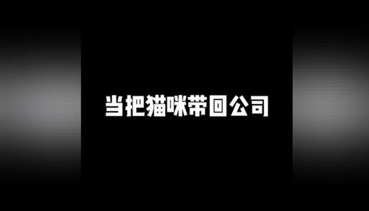 把猫咪带回公司,猫咪惨了 商品图0