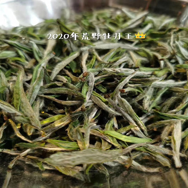 2020年荒野牡丹王